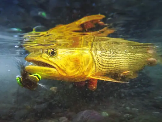 Gabriele Cabizzosu - Fliegenfischen in Argentinien: Dorados auf Sicht