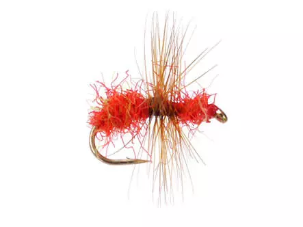 Red Ugly Ant
