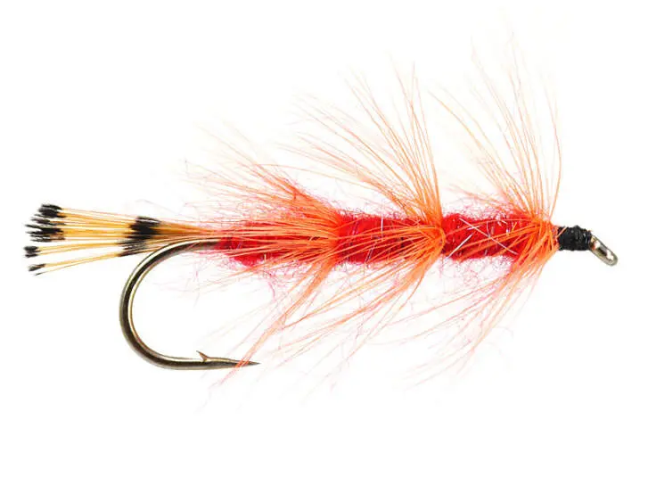 Threestripe Orange