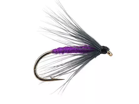 Snipe And Purple