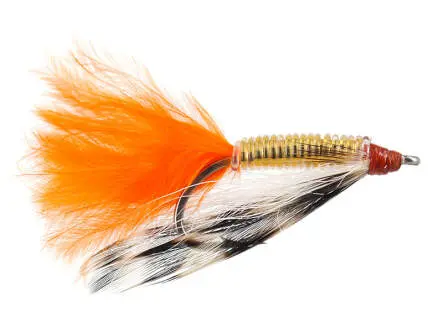 Snapping Shrimp Orange 8