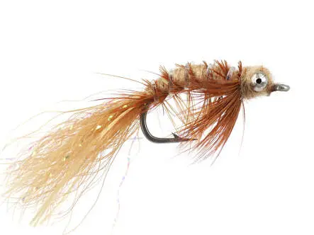 Spawning Shrimp Tan 8
