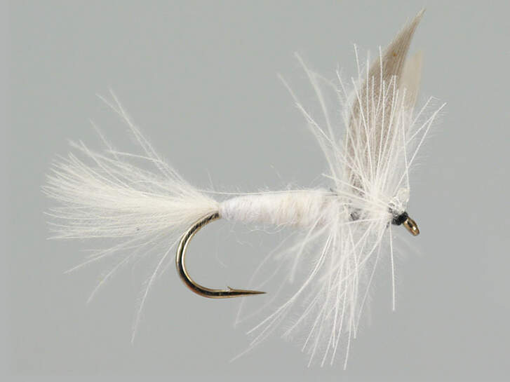 CDC White Winged Dry 12