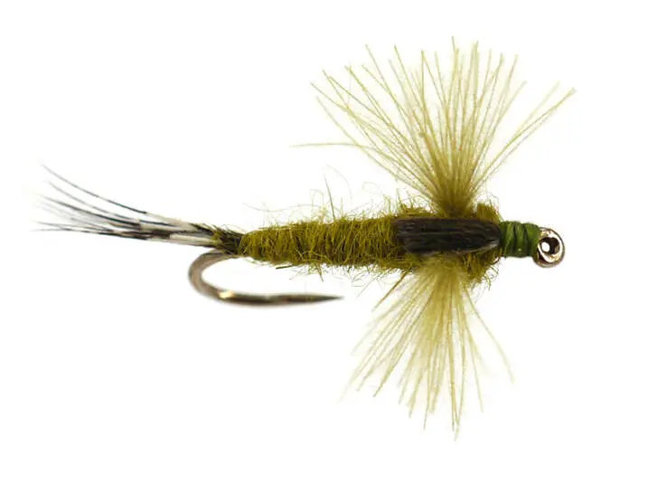 CDC Spent Olive 12
