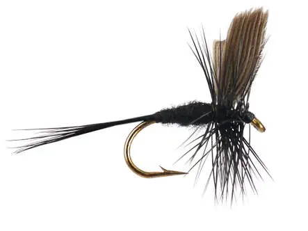 Black Gnat 14