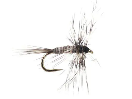 Mosquito Larva 18