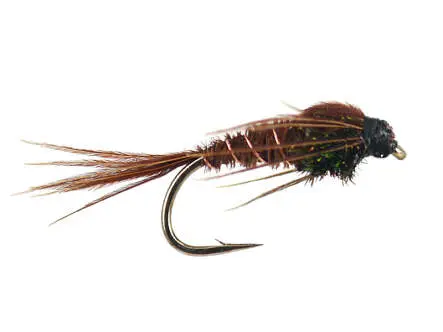 Peacock Pheasant 16