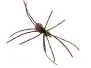 Foam Spider 10