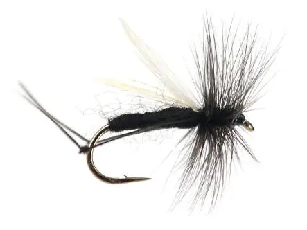 Hawthorn 16