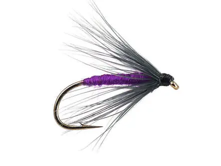 Snipe And Purple 12