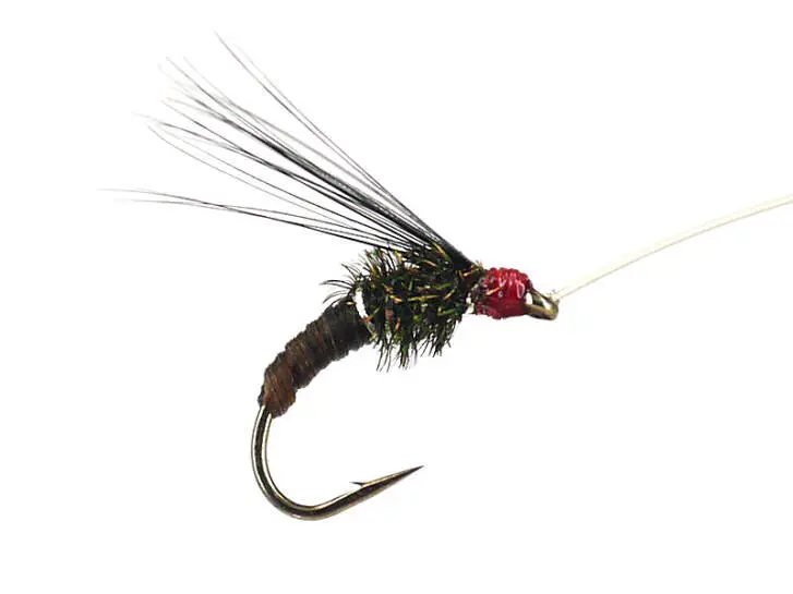 Franz Bipeack Brown 16