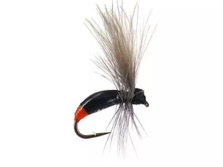 G3 Grayling Ant