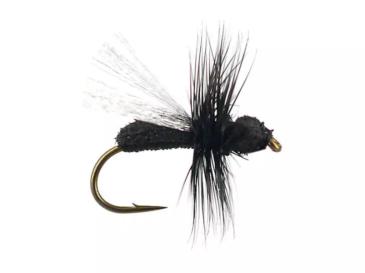 G8 Black Ant 02