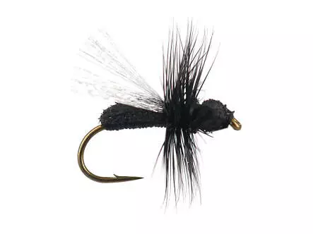 G8 Black Ant 02