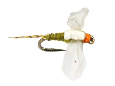 Bwo Cripple 02 18