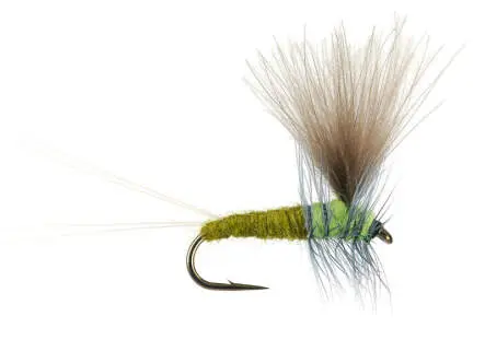 Bwo Dun 01 16