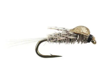 Caenis Nymph 22