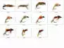 Set Trichoptera (Larve - Pupe - Emerger) - L - 11 Fliegen