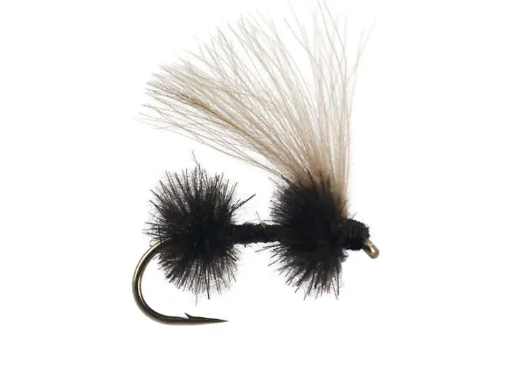 CDC Black Ant 02