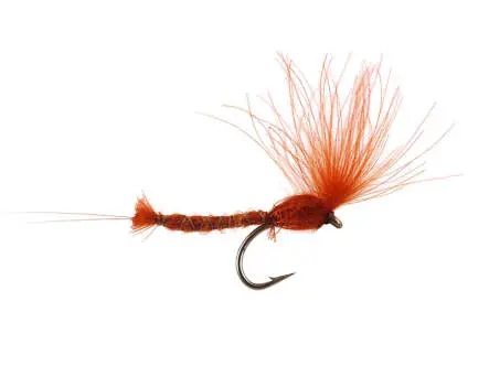 CDC Long Extended Body - Rusty Ecdyo 16