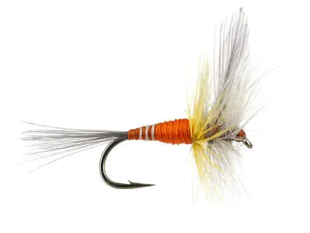 French PL Orange Winged 16