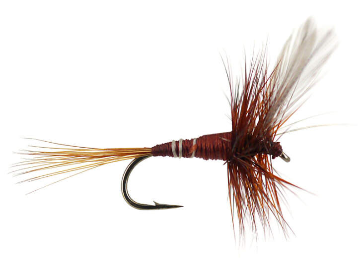 French PL Brown Winged 16