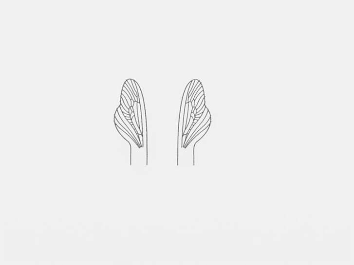 Folie für Spent-Flügel von Caddis und Steinfliegen - Größe U4