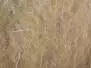 UV-BLEND DUBBING hotfly - 1 g - light brown