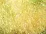 SPECTRA DUBBING hotfly - 1 g - yellow