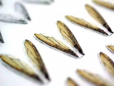X-TRUE TERRESTRIAL WINGS hotfly - 10 pc.