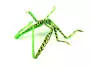 SILIFOAM HOPPER LEGS hotfly - 5 pc. - M - green