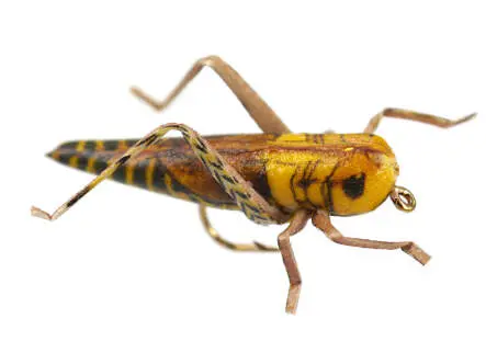 X-true Hopper Yellow Brown 8