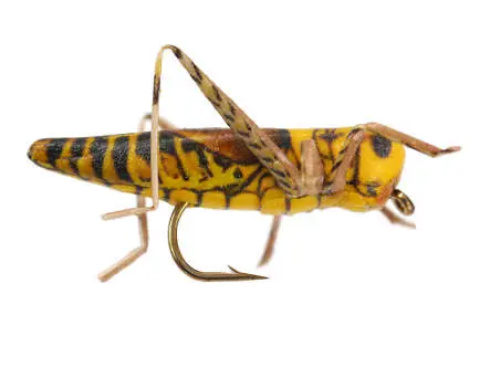 X-true Hopper Yellow Brown 8