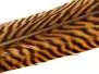 STOSSFEDER GOLDFASAN 1° WAHL hotfly - 1 Stk. - ca. 60 cm
