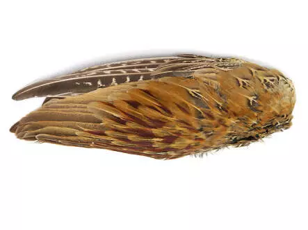 FASANENFLÜGEL MÄNNCHEN hotfly
