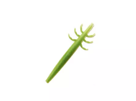 J:son Realistic Caddis Larvae nymph backs - CL2 - 12 pc....