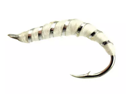 Alosa Agone Hegene ALL WHITE