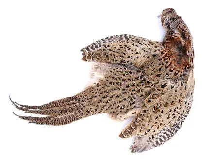 FASANEN WEIBCHEN hotfly - kompletter Balg