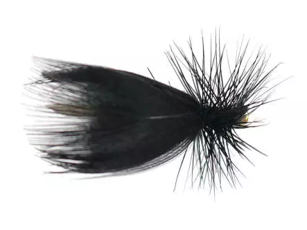 Europa Black
