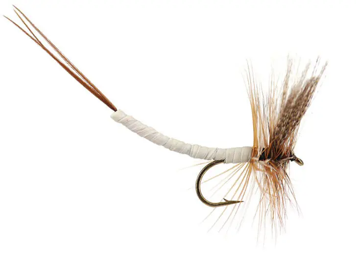 Gray Fox Extended Body Mayfly