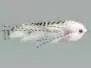 Marcums Streamer - White