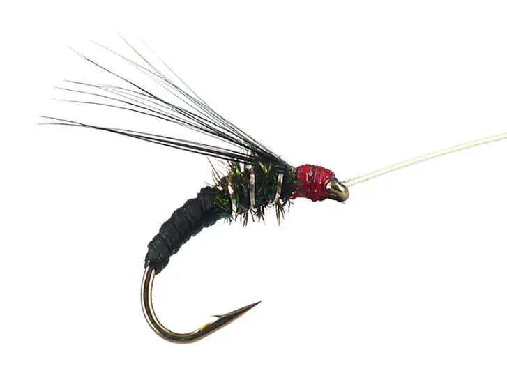 Franz Bipeack Black