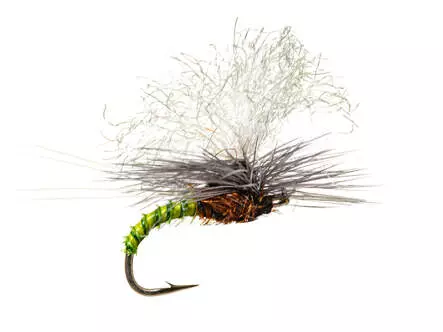 Christiaens GT Adult - BWO