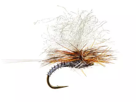 Christiaens GT Adult - Adams