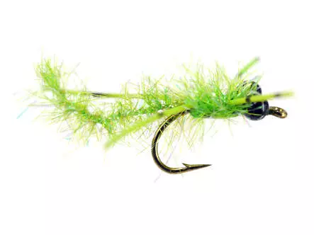 Shiny Chartreuse Dragonfly Nymph