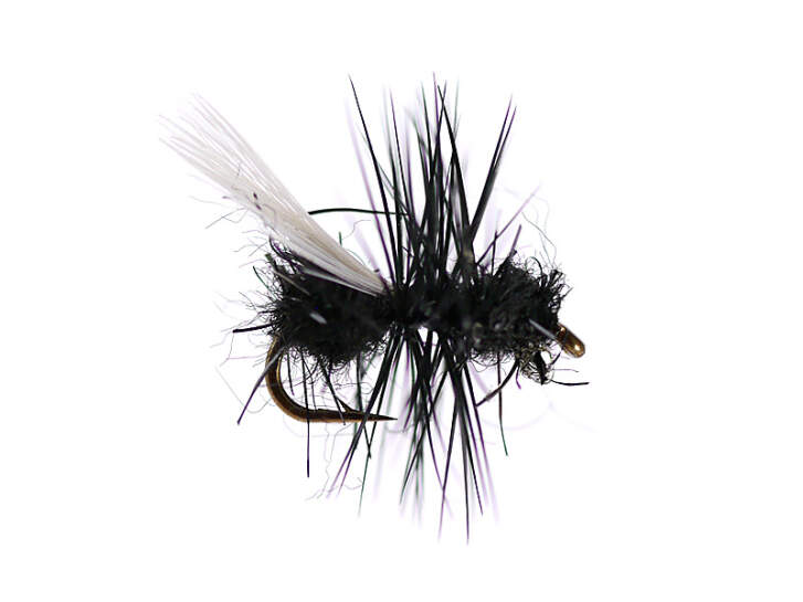 Tangled Winged Black Ant
