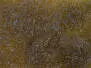 SOFT UV-ICE DUBBING made in italy hotfly - 1 g - olive