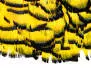 DIAMANTFASAN KOPF KOMPLETT hotfly - fluo sunburst
