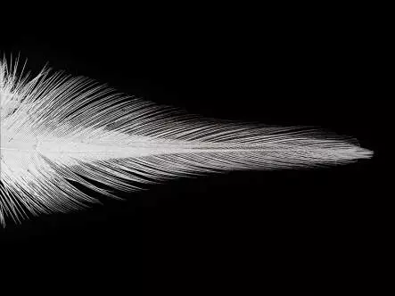 FEDERN COQ DE LEÒN INDIO grade 2 hotfly - 10 pz.