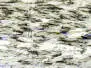 XXL PREDATOR BRUSH hotfly - black barred - 100 mm - 4 pc. x 15 cm - clear